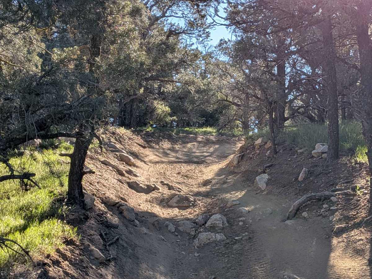 McIvers Road trail photo