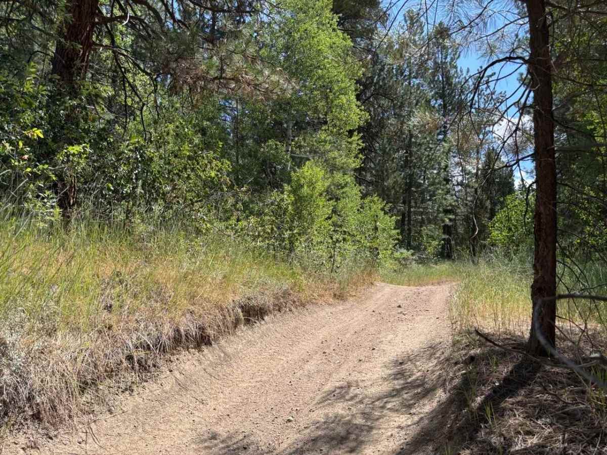 Pine Gulch photo 4