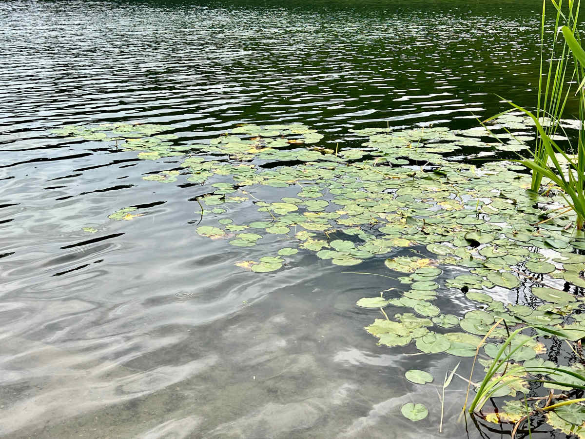 North Star Lake photo 6