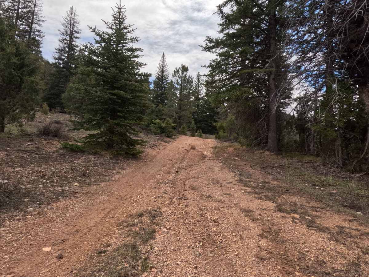 Long Hollow - FS 31130 photo 5