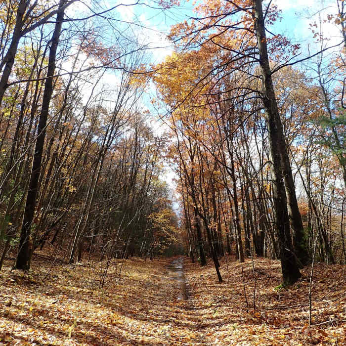 Near Shawangunk Ridge Trail: Graham Mountain Section Near Shawangunk Ridge Trail: Graham Mountain Section