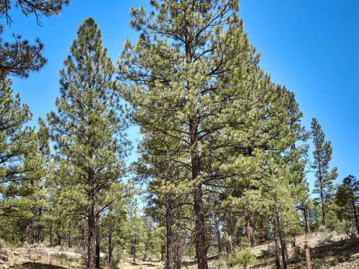 Forest Road 2619 photo 2