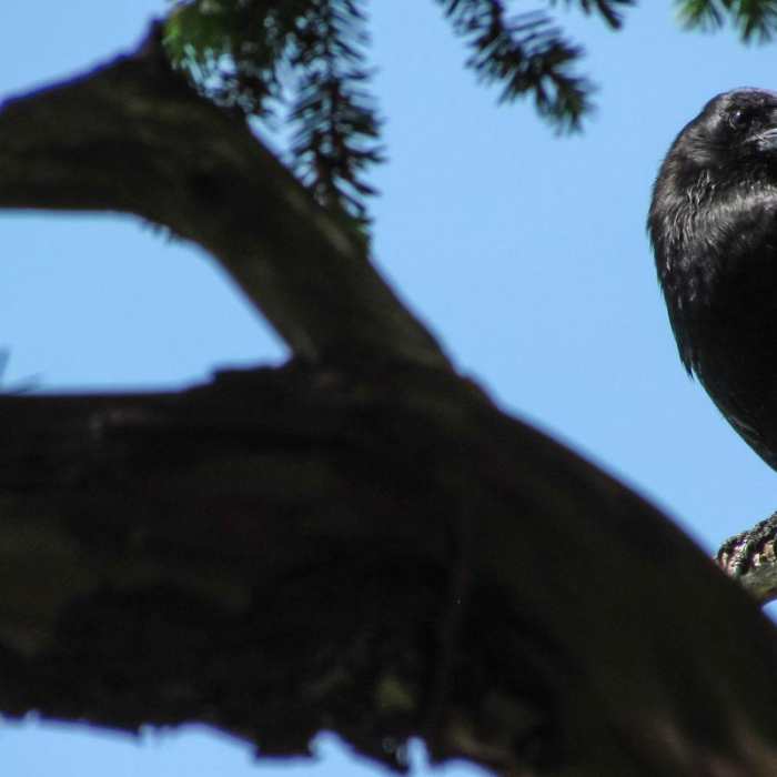 Near Camano Island State Park Loop Trails