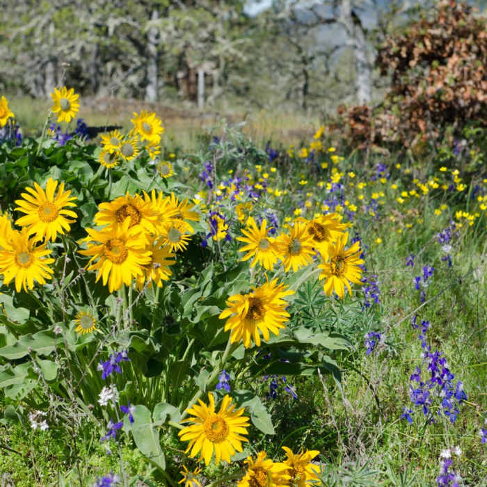 Near Memaloose Hills Trail