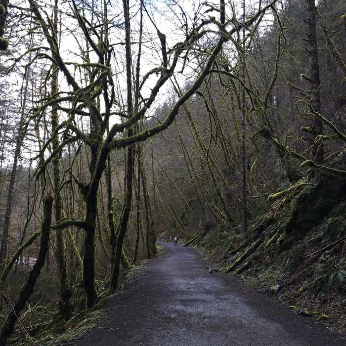 Near East Fork of the Lewis River Trail