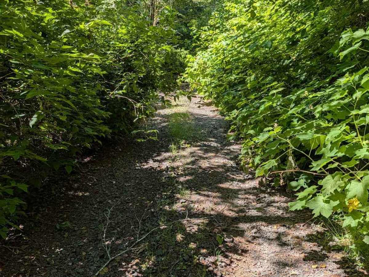 Grass Creek Rd - FS 3430 photo 4