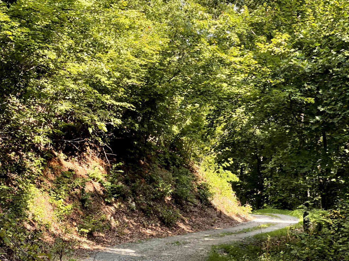 Cotrel Knob Trail photo 2