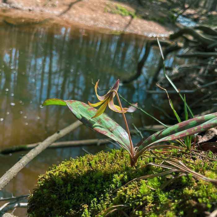 Trout Lily next to the stream. Near Bond Park Lake Loop