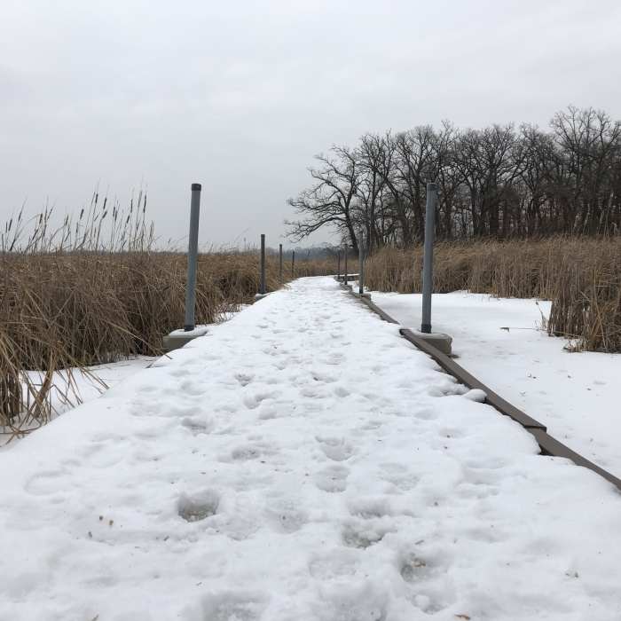 Floating boardwalks guide you through the marsh. Near Carver Park Reserve - Lowry Nature Center