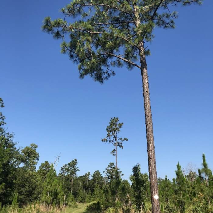 Near Julington-Durbin Preserve Loop