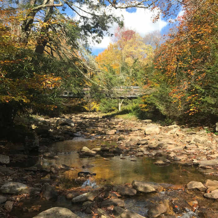 Near Cranberry Wilderness Loop