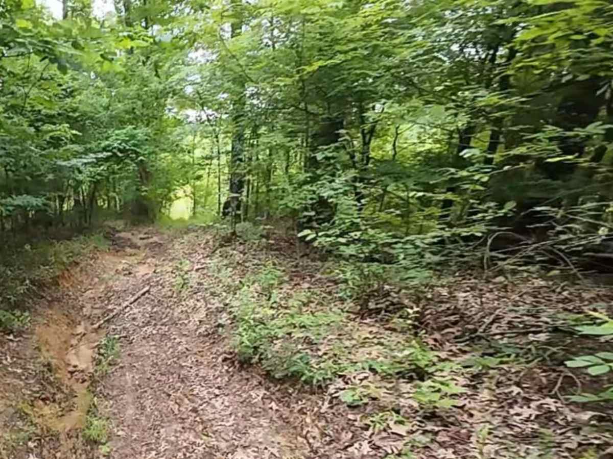 Burnett Trail photo 6