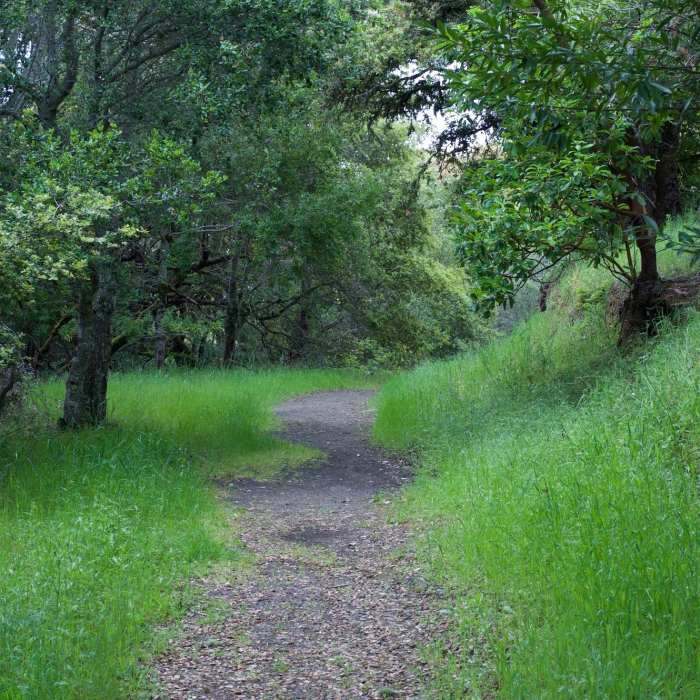 The trail widens and becomes more defined. Near Lost Creek Loop Trail