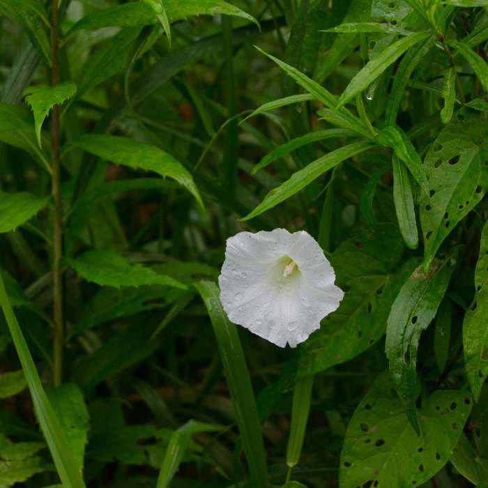 Near Mossy Cascade Near Mossy Cascade
