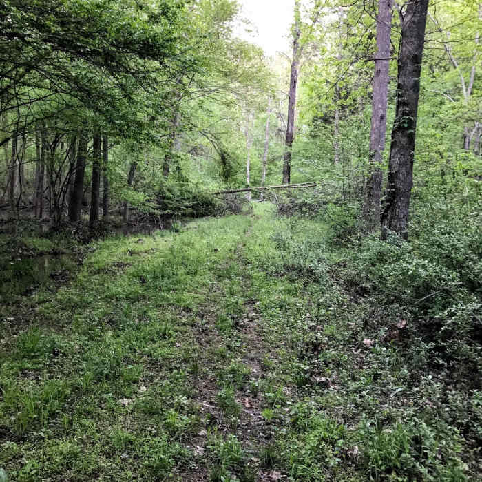 Eventually the trail becomes more rustic Near OWASA Bolin Creek Trail
