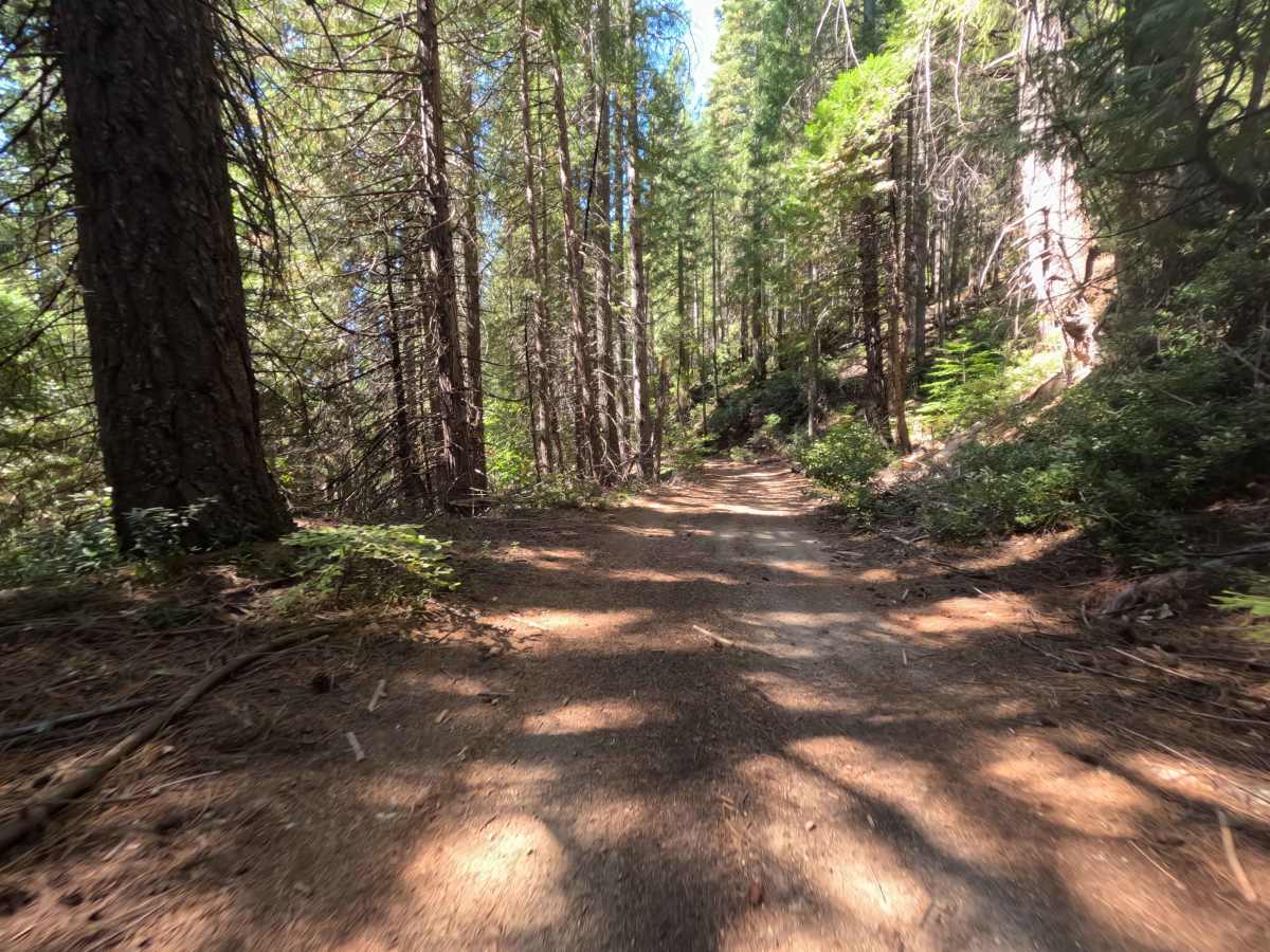 Sly Harry - FS 20N80 trail photo