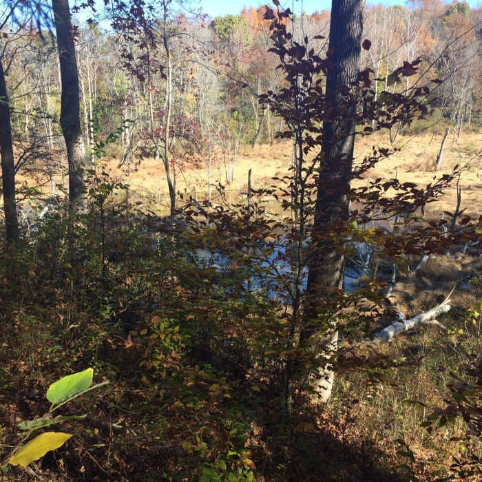 Near Great Blue Heron Loop
