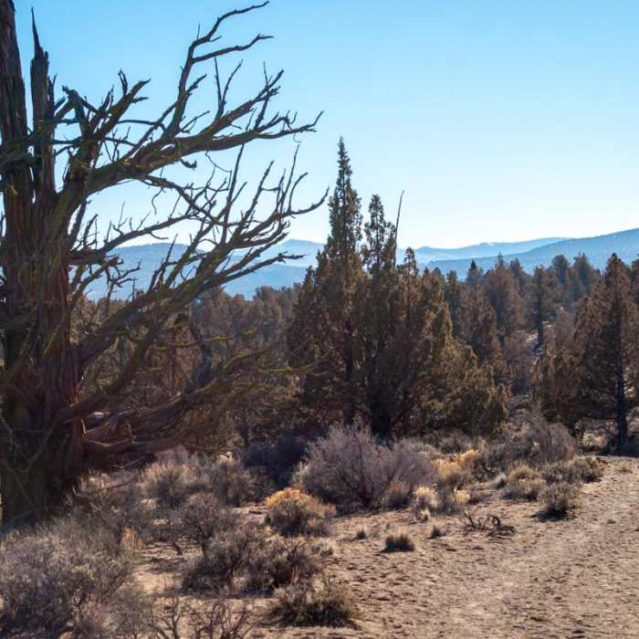 Near Flatiron Rock Trail