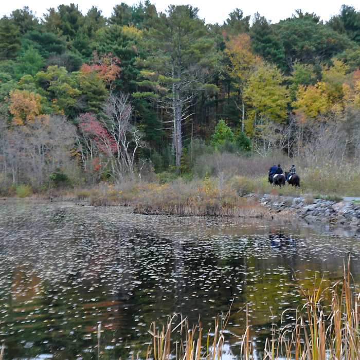 Near Ponkapoag Pond Loop
