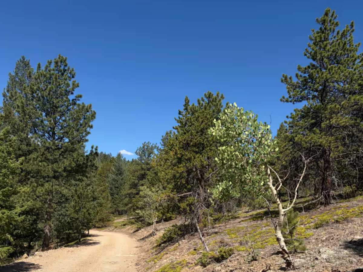 Bellevue Mountain Drive photo 4