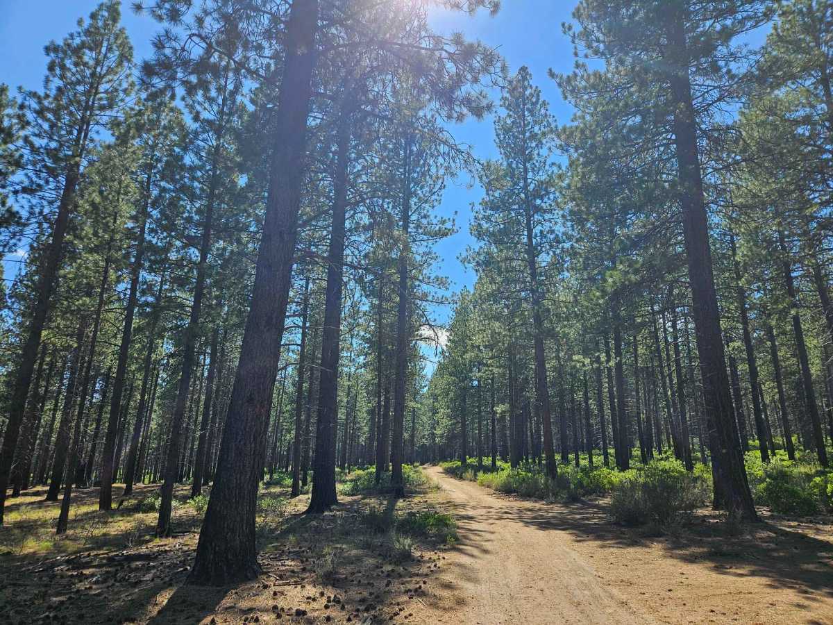 Besson Camp Road trail photo