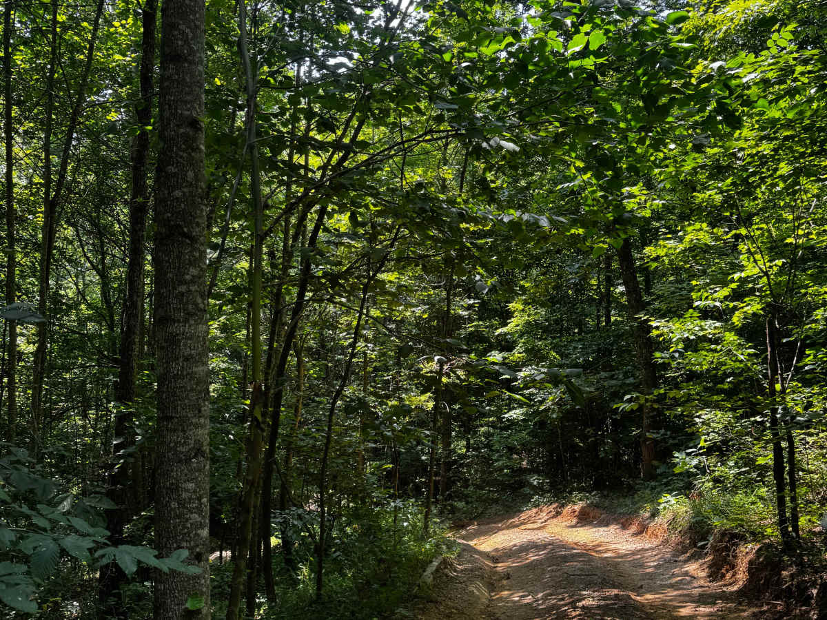 Trail 12A photo 2