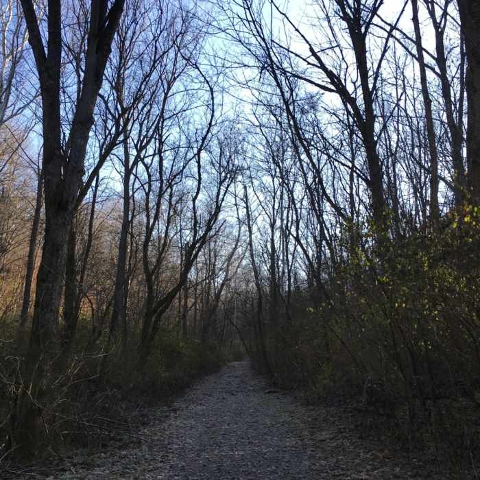 View up the Doubletrack up the hill Near Hisey Park Sampler Loop