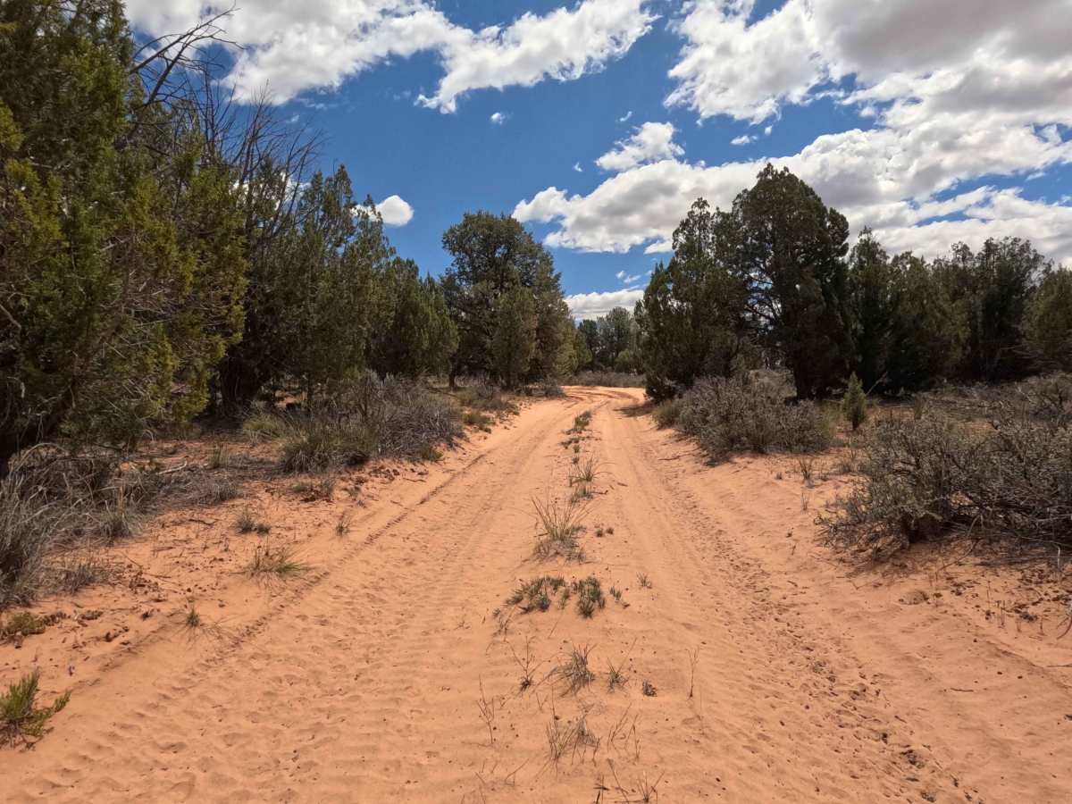BLM 101 photo 4