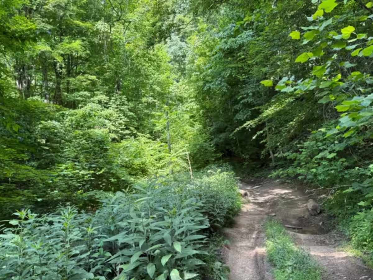 Valve Stem trail photo