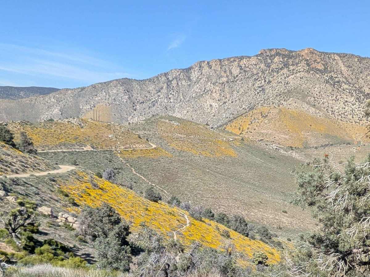 BLM SC228 photo 3