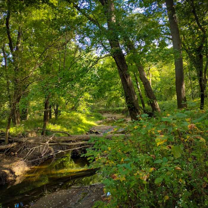 Near Tuliptree Trail