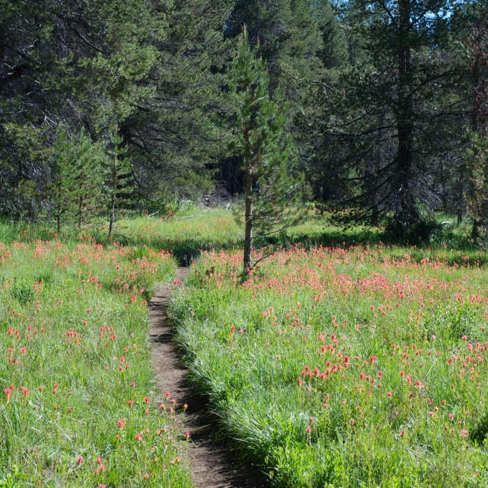 Near McGurk Meadow Trail