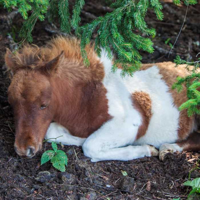 Near Grayson Highlands: A.T. - Pine Mtn Loop