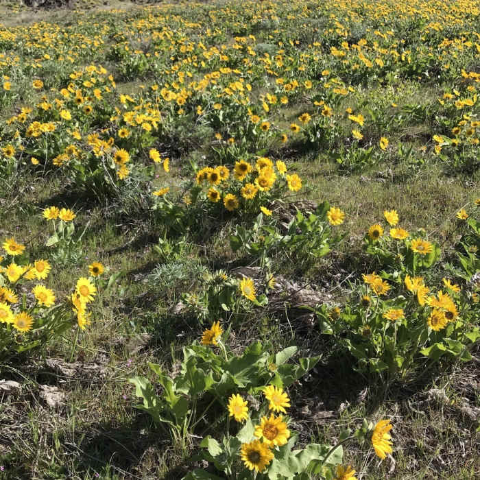 Near Lyle Cherry Orchard Trail