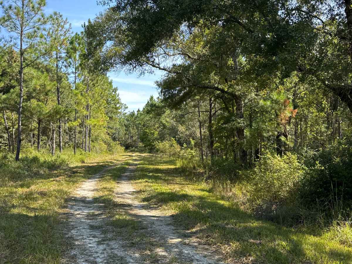 Rattlesnake Road photo 3