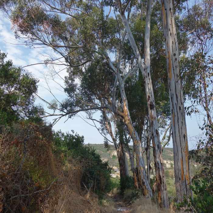 Near Eucalyptus Trail
