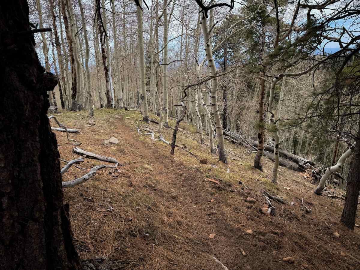 Trust Lands Singletrack (North)  photo 6