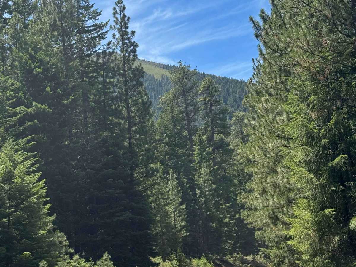 Black Butte Trail - FS 1110 photo 4