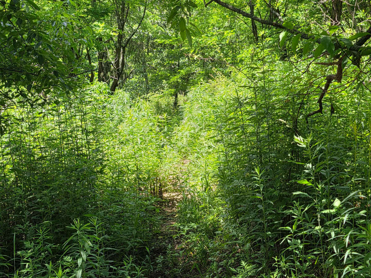 Single Track NA photo 4