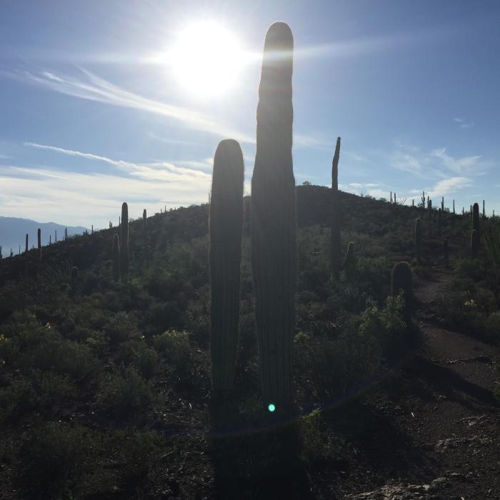 Near The Spine