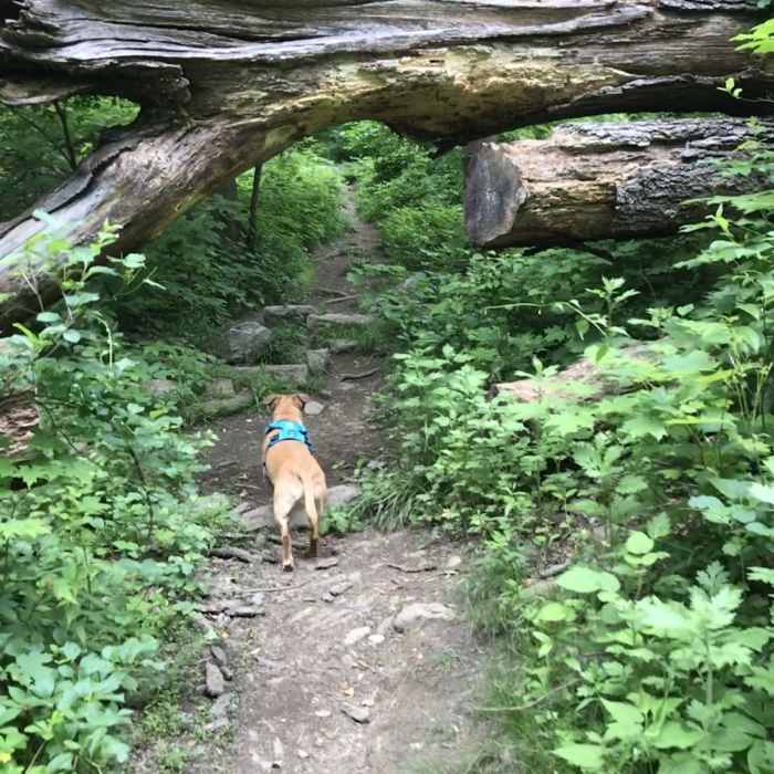 Near Manitou to Camp Smith Trail