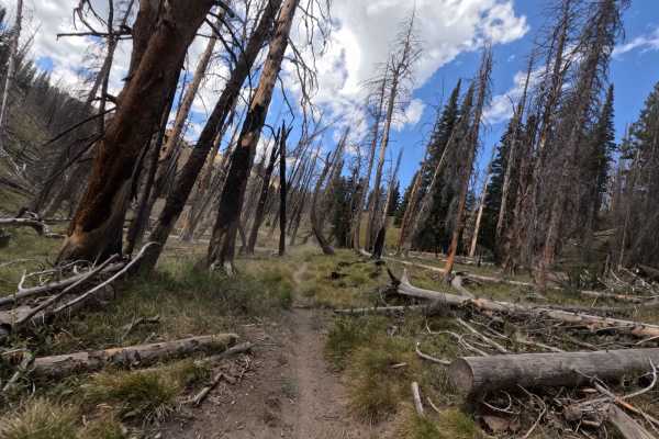 Rooks Creek - FS 7145