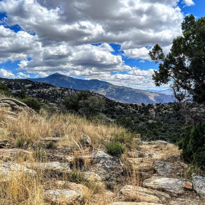 Near Tanque Verde to Mica Mountain