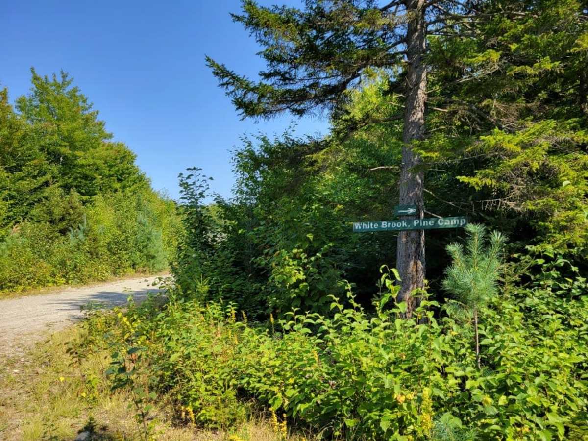 Big White Brook - Campsites trail photo