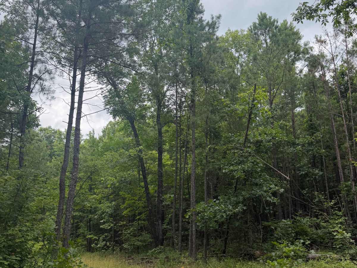 Four Pit - FS 94311C trail photo
