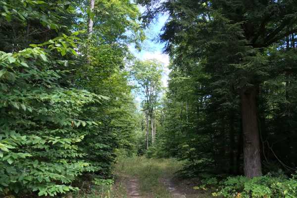 Fern Trail