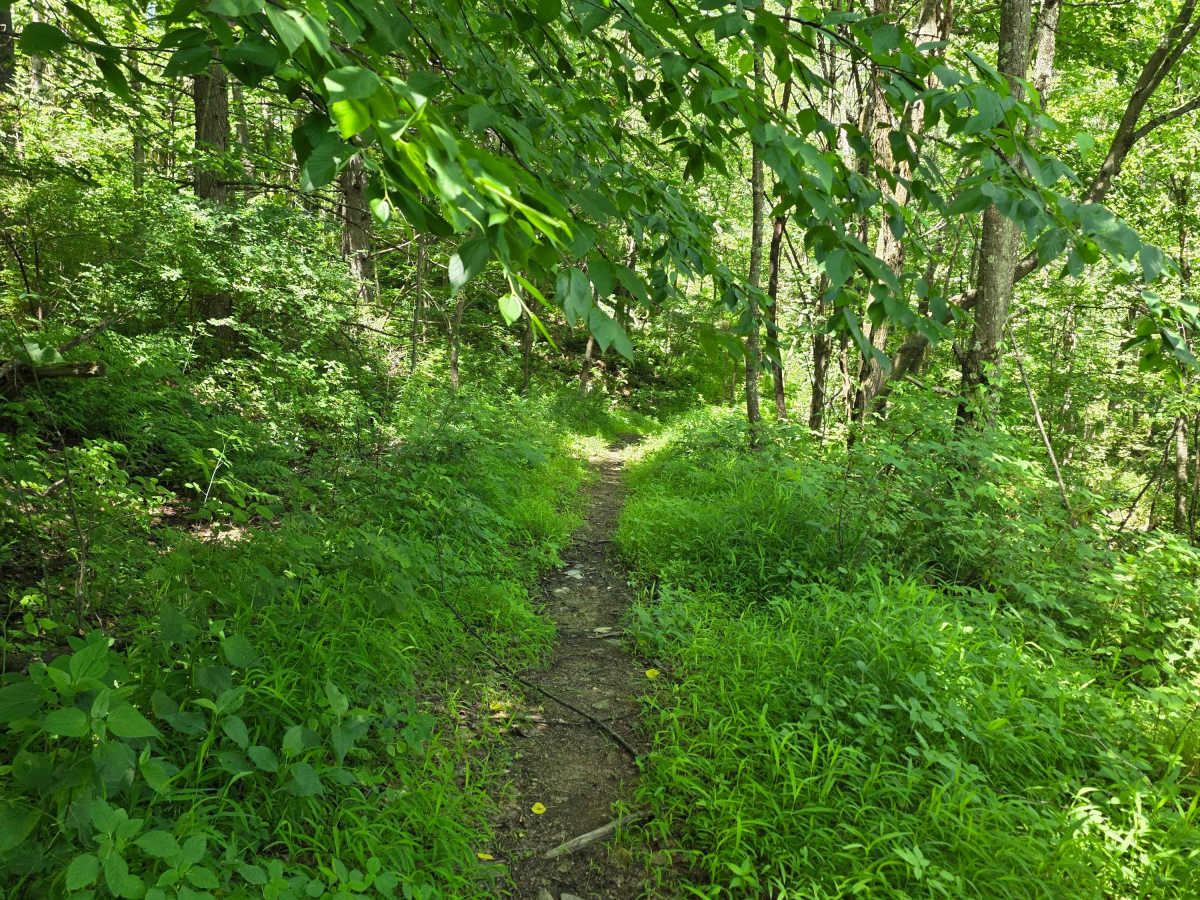 Single Track GG photo 5