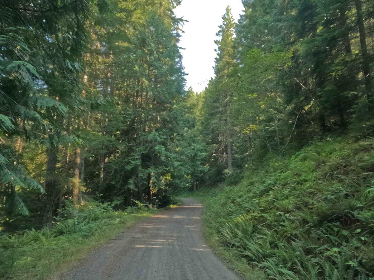Boyer Creek Road - FS 4612000  photo 4