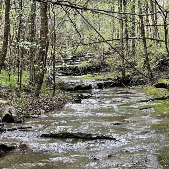 Near Bearwaller Gap Trail