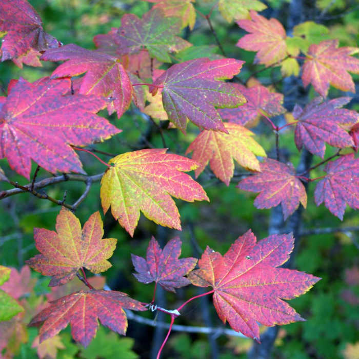 Near Linton Lake Hike